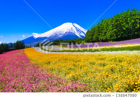 A composite image of the beautiful flower fields of Furano and Mount Fuji. A composite image of the beautiful flower fields of Furano and Mount Fuji. 138847080