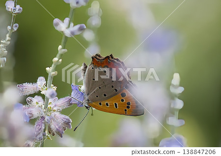 A small copper butterfly perched on a purple flower. A small copper butterfly perched on a purple flower. 138847206