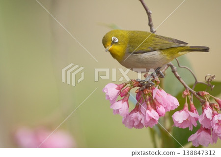 在櫻花花 在櫻花花 138847312