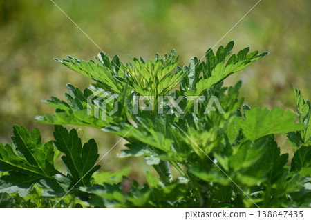 艾蒿葉 艾蒿葉 138847435