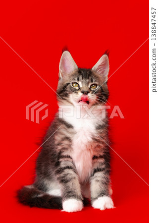 Adorable Maine Coon kitten licking its lips sitting on vibrant red background Adorable Maine Coon kitten licking its lips sitting on vibrant red background 138847457