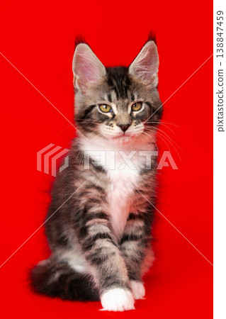 Fluffy Maine Coon kitten with tufted ears sitting on vibrant red background Fluffy Maine Coon kitten with tufted ears sitting on vibrant red background 138847459