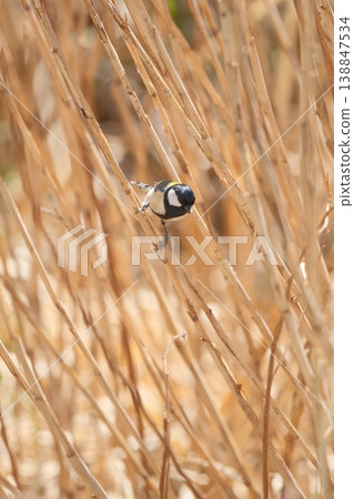 Great tits in a withered grassland Great tits in a withered grassland 138847534