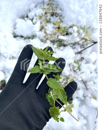 從雪地採集的野生繁縷(Stellaria media)。 從雪地採集的野生繁縷(Stellaria media)。 138847642