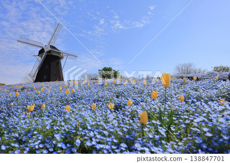 Windmill Hill at Tsurumi Ryokuchi Flower Expo Memorial Park (Tulips and Nemophila) Windmill Hill at Tsurumi Ryokuchi Flower Expo Memorial Park (Tulips and Nemophila) 138847701