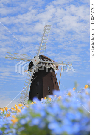Windmill Hill at Tsurumi Ryokuchi Flower Expo Memorial Park (Tulips and Nemophila) Windmill Hill at Tsurumi Ryokuchi Flower Expo Memorial Park (Tulips and Nemophila) 138847709