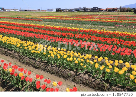 Hiyoshizu Village Tulips 7 Hiyoshizu Village Tulips 7 138847730
