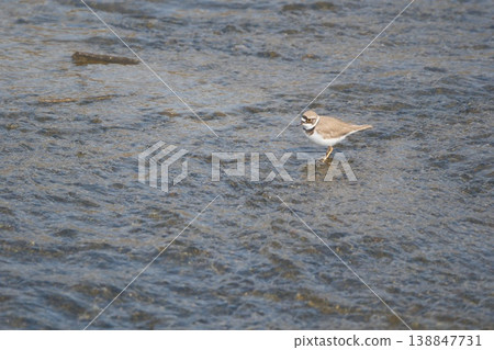 A little ringed plover standing by a shallow river. A little ringed plover standing by a shallow river. 138847731