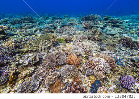 Sea of coral reef 138847825