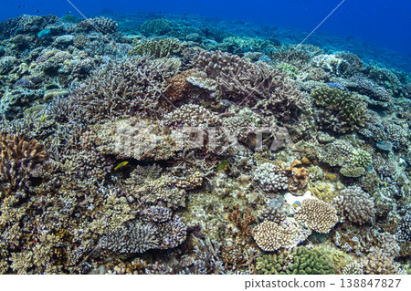 Sea of coral reef 138847827