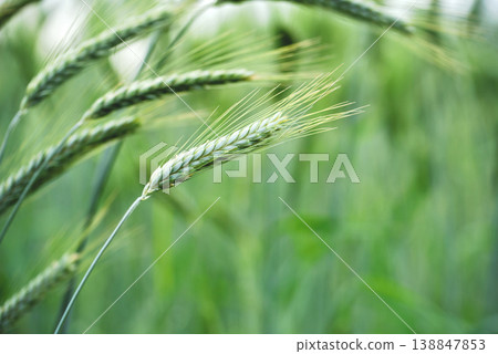 Macro close up of fresh young ears of young green wheat in spring summer field. Free space for text. Agriculture scene Macro close up of fresh young ears of young green wheat in spring summer field. Free space for text. Agriculture scene 138847853