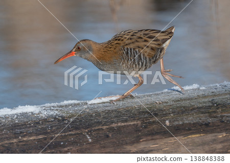 Water Rail (Rallus aquaticus) moves near water at edge of marsh during day 138848388