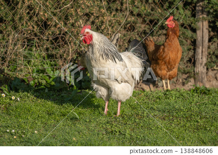 Roosters and hens move around on field on farm in spring. Roosters and hens move around on field on farm in spring. 138848606