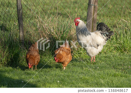 Hens and rooster roam in field at edge of fence in afternoon Hens and rooster roam in field at edge of fence in afternoon 138848617