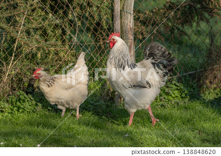 Hens and rooster roam in field at edge of fence in afternoon 138848620
