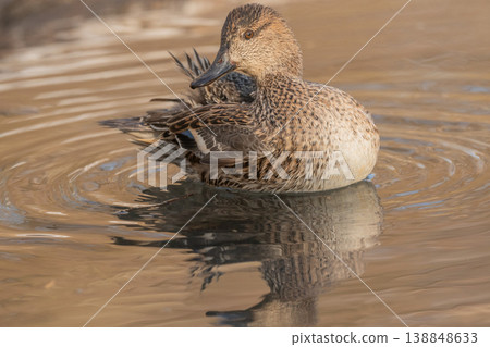 Duck Eurasian Tealswims (Anas crecca) in water at dusk near stream during winter Duck Eurasian Tealswims (Anas crecca) in water at dusk near stream during winter 138848633