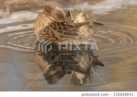 Duck Eurasian Tealswims (Anas crecca) in water at dusk near stream during winter Duck Eurasian Tealswims (Anas crecca) in water at dusk near stream during winter 138848641