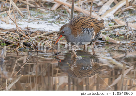 Water Rail (Rallus aquaticus) moves near water at edge of marsh during day Water Rail (Rallus aquaticus) moves near water at edge of marsh during day 138848660