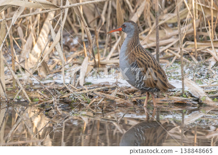 Water Rail (Rallus aquaticus) moves near water at edge of marsh during day Water Rail (Rallus aquaticus) moves near water at edge of marsh during day 138848665