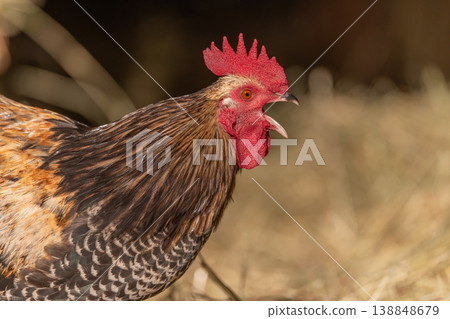 Rooster crows on farm in morning in summer Rooster crows on farm in morning in summer 138848679