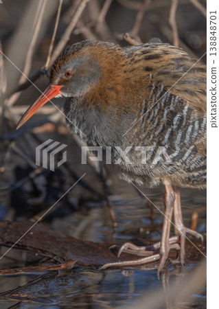 Water Rail (Rallus aquaticus) stands on branches in swamp during day Water Rail (Rallus aquaticus) stands on branches in swamp during day 138848701