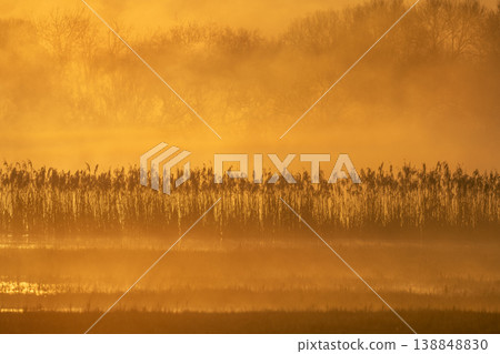 View of marsh in morning with golden light and emerging plants View of marsh in morning with golden light and emerging plants 138848830