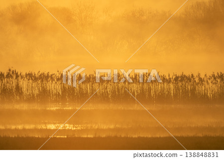 View of marsh in morning with golden light and emerging plants 138848831