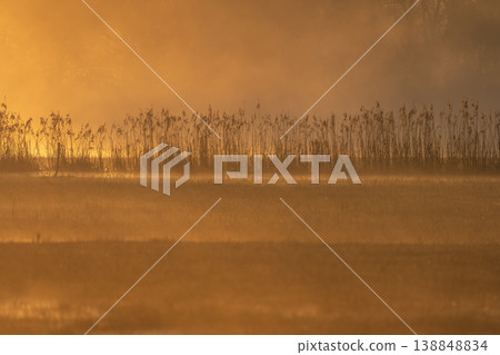 View of marsh in morning with golden light and emerging plants View of marsh in morning with golden light and emerging plants 138848834