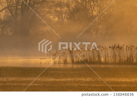View of marsh in morning with golden light and emerging plants 138848836