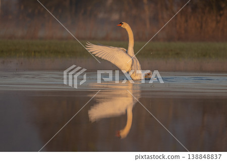 Mute Swan (Cygnus olor) opens its wings over water at dawn in shallow natural area Mute Swan (Cygnus olor) opens its wings over water at dawn in shallow natural area 138848837