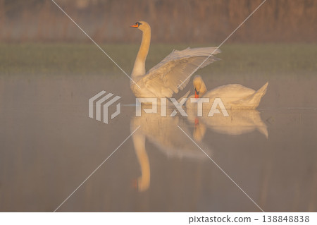 Two Mute Swans (Cygnus olor) move across calm water of pond at dawn in light mist Two Mute Swans (Cygnus olor) move across calm water of pond at dawn in light mist 138848838