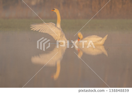 Two Mute Swans (Cygnus olor) move across calm water of pond at dawn in light mist Two Mute Swans (Cygnus olor) move across calm water of pond at dawn in light mist 138848839