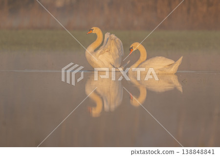 Two Mute Swans (Cygnus olor) move across calm water of pond at dawn in light mist 138848841