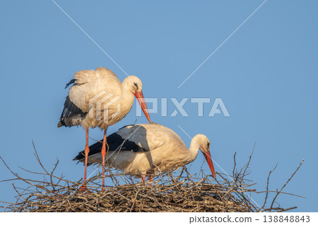 Two white storks (ciconia ciconia) add branches to build nest in spring. Two white storks (ciconia ciconia) add branches to build nest in spring. 138848843