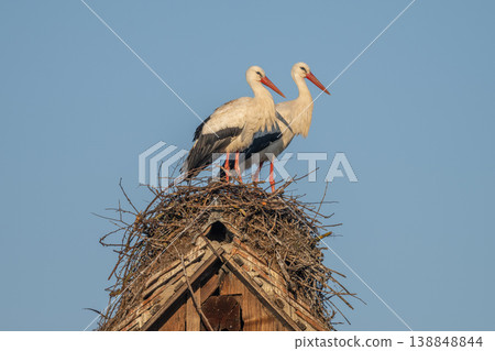 Two white storks (ciconia ciconia) on nest on top of wooden structure in clear blue sky Two white storks (ciconia ciconia) on nest on top of wooden structure in clear blue sky 138848844