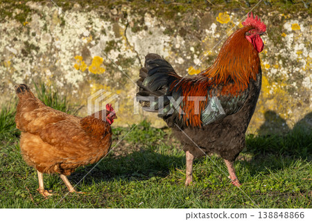 Rooster and hen stand in field in morning light. Rooster has beautiful orange plumage and feathers with green highlights. 138848866