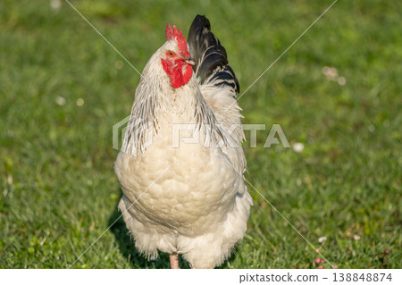 Rooster stands in field in morning light with beautiful shiny plumage Rooster stands in field in morning light with beautiful shiny plumage 138848874
