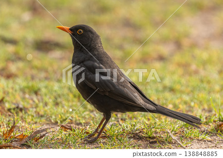 Blackbird (Turdus merula) Common Blackbird stands in garden in spring looking for food on fresh green grass Blackbird (Turdus merula) Common Blackbird stands in garden in spring looking for food on fresh green grass 138848885