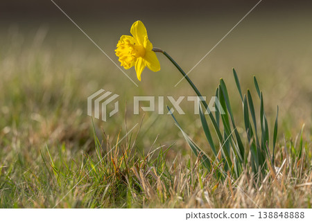 Yellow daffodil grows among green leaves on dry ground 138848888