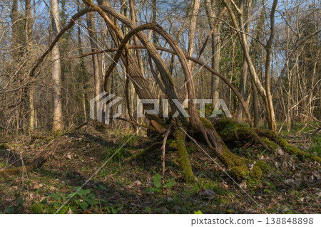 Overturned tree trunk covered in moss in forest in spring 138848898