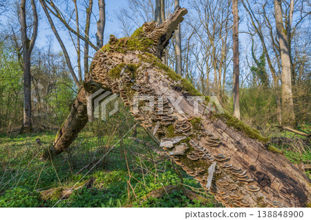 Tree trunk on ground, covered with fungus and moss, in forest in spring Tree trunk on ground, covered with fungus and moss, in forest in spring 138848900