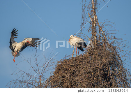 White stork (ciconia ciconia) brings branches to build nest in tree under clear blue sky in spring White stork (ciconia ciconia) brings branches to build nest in tree under clear blue sky in spring 138848914