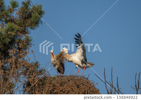 White stork (ciconia ciconia) brings branches to build nest in tree under clear blue sky in spring White stork (ciconia ciconia) brings branches to build nest in tree under clear blue sky in spring 138848922