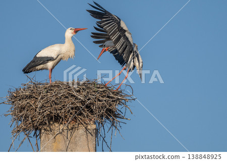 White stork (ciconia ciconia) brings branches to build nest in tree under clear blue sky in spring White stork (ciconia ciconia) brings branches to build nest in tree under clear blue sky in spring 138848925