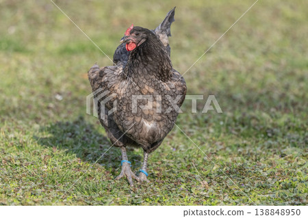 Hen with beautiful grey plumage walking on grass looking for food during day Hen with beautiful grey plumage walking on grass looking for food during day 138848950