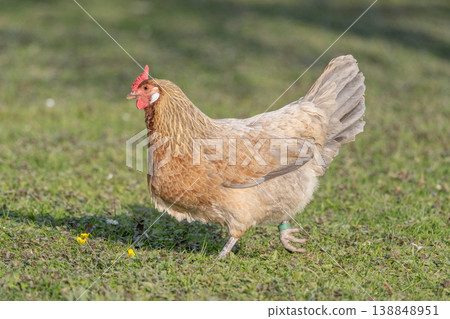Hen with beautiful brown plumage walking on grass looking for food during day Hen with beautiful brown plumage walking on grass looking for food during day 138848951