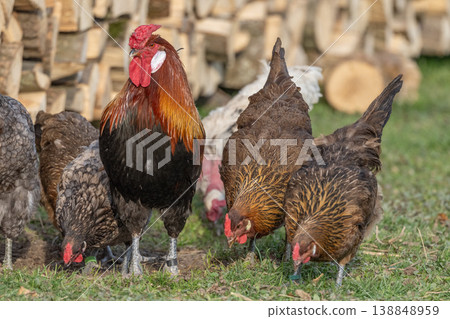 Chickens and rooster move near pile of wood at end of day Chickens and rooster move near pile of wood at end of day 138848959