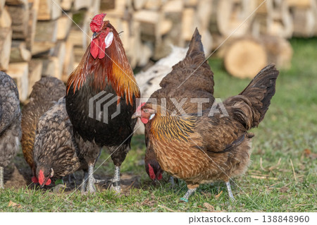 Chickens and rooster move near pile of wood at end of day Chickens and rooster move near pile of wood at end of day 138848960