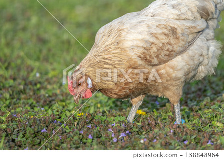Hen with beautiful brown plumage walking on grass looking for food during day Hen with beautiful brown plumage walking on grass looking for food during day 138848964