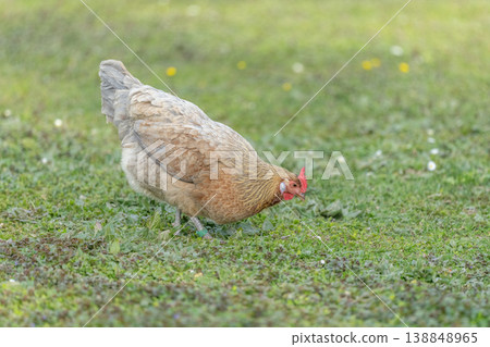 Hen with beautiful brown plumage walking on grass looking for food during day Hen with beautiful brown plumage walking on grass looking for food during day 138848965